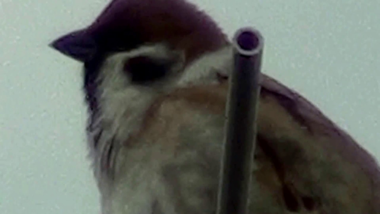 スズメの鳴き声 Youtube スズメの鳴き声 Youtube