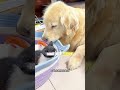A dog adopts a kitten