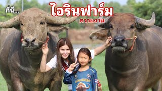 ที่นี่..ไอรินฟาร์มควายงาม อัทเดตควายงามทุกตัวในฟาร์ม เด็ดๆทั้งนั้น! ห้ามพลาด! EP.001