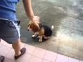 Training beagle puppies Training beagle puppies