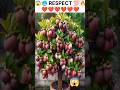 Respect  how to growth your plant short respect