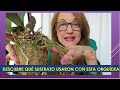 Cómo aumentar la vida de plantas de orquídeas y qué le hice para que vuelva a florecer. Episodio 138