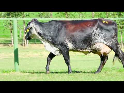 LOTE 92 1005-BZ