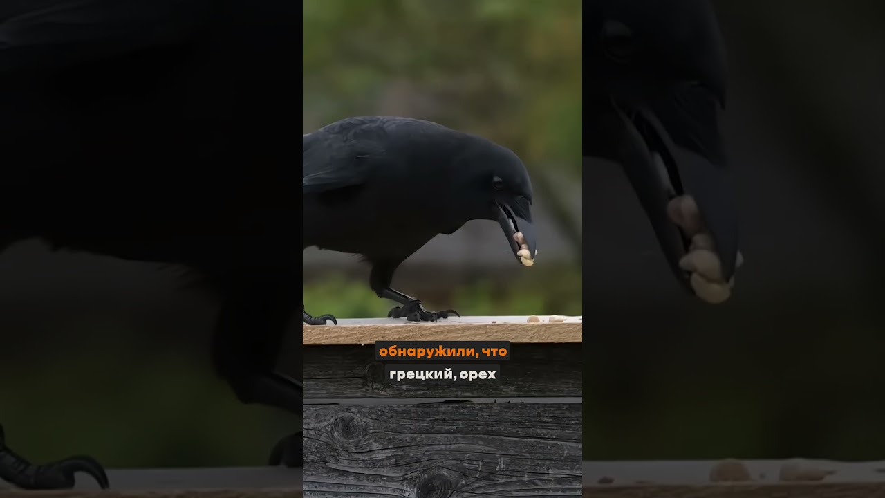 Вороны лучшие приспособленцы?