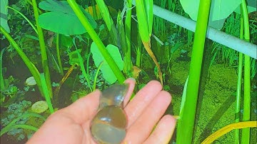 Trồng Cây Thuỷ Sinh Vào Bể Nuôi Ốc Giúp Ốc Phát Triển Nhanh 0919748192 Trại Ốc Nguyễn Cường