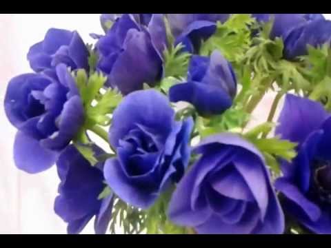 Fresh Blue And Lavender Anemone Flowers Cut You Fresh Blue And Lavender Anemone Flowers Cut