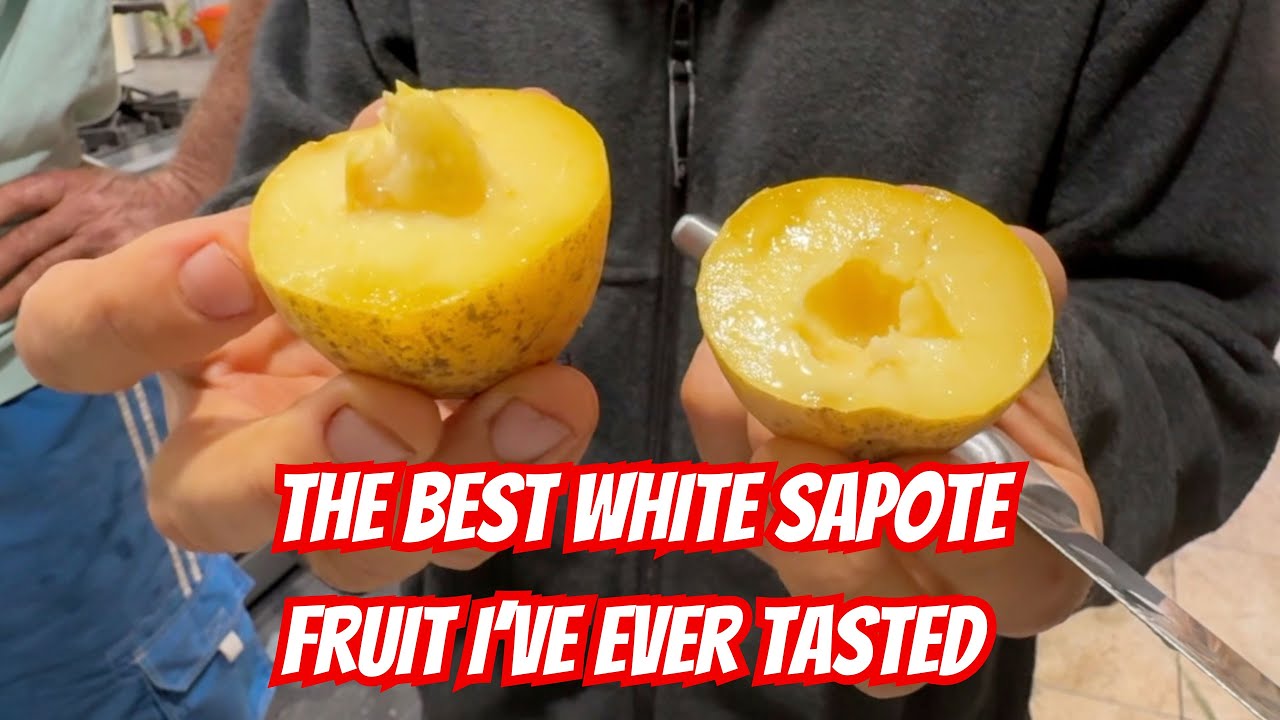 The New White Sapote Variety You Must Try