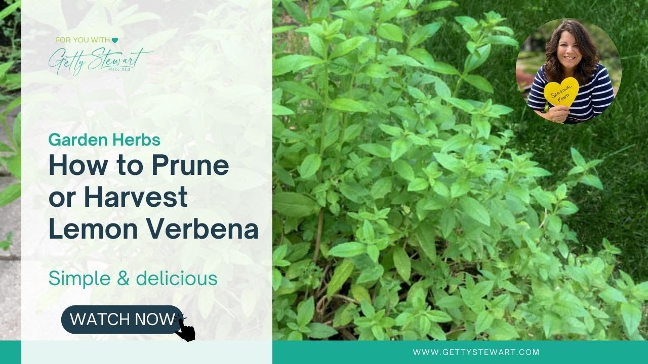 How to Plant, Grow, and Harvest Lemon Verbena - Harvest to Table