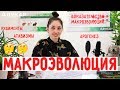 Макроэволюция и ее доказательства | Биология ЦТ, ЕГЭ