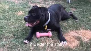 Dexter The Staffy Lifts Weights
