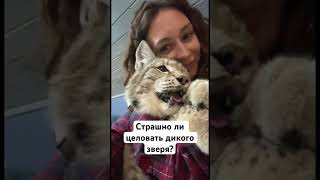 И это не про твоего бывшего:) #loveis #кот #russianartist #животные #дикая #кошки