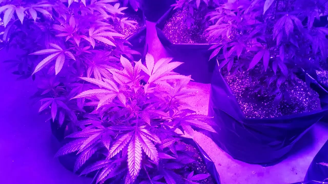 buyer feedback from 2000w led grow light