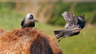 Jackdaws Collecting Horse Hair As Nesting Material