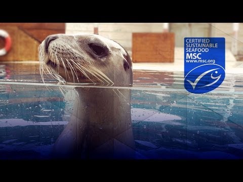Seal Show - Behind the News