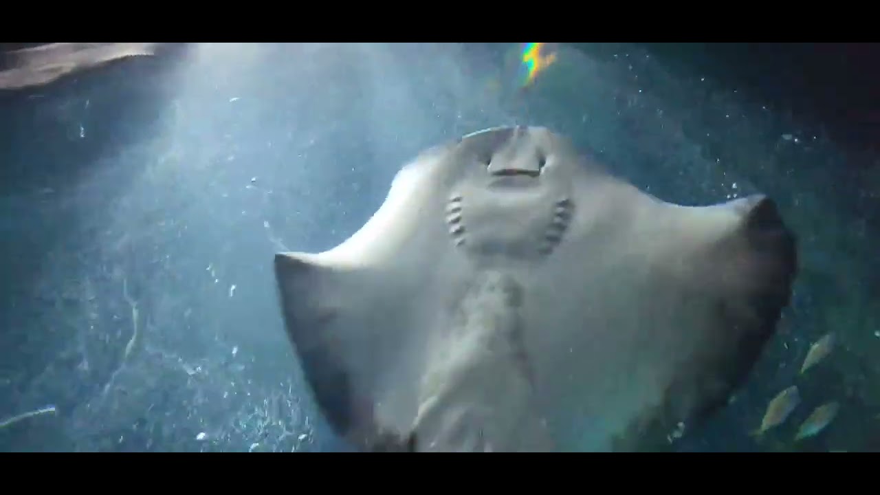 Gran Bel Fisher Buckets YouTube