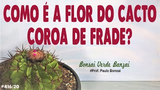 Flor de coroa de Frade, ou cabeça de frade. #PauloBonsai - thptnganamst.edu.vn