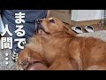 パパに甘えるときの仕草が犬とは思えないゴールデンレトリバー😅
