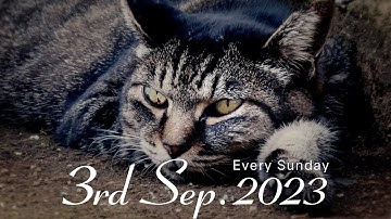 予告#027「ノラや Lost Cats Season3」 2023年9月3日18:00配信スタート!!