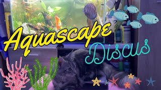 Aquascape Sederhana dan Ikan Discus by DAikazoCoon 125 views 4 months ago 3 minutes, 21 seconds