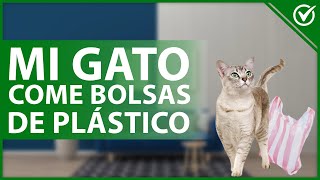 ¿Por qué mi GATO COME BOLSAS de plástico?  Causas y solución efectiva