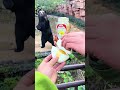 He Gave His Honey Bun to a Bear, and the Moment Was Pure Sweetness