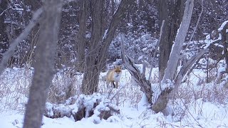 Матёрый Зайчатник,Точный Выстрел,Трудовая Лиса!