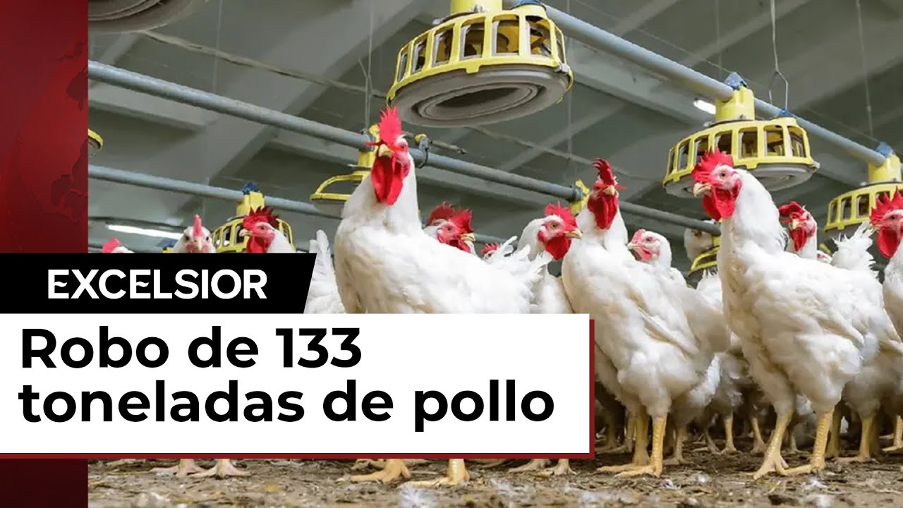 Robando Pollos Cuba condena a 30 personas ¡Se robaron 133 toneladas de pollo! - YouTube