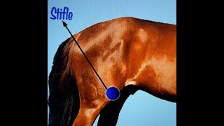 Gaited Horse Training  Stifle Issues  Horse's Backend Gives Out