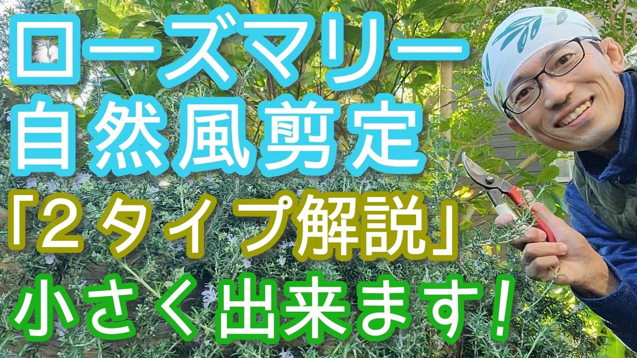 【ローズマリーの剪定(匍匐性＆立ち性)】小さくできて自然に仕上がるコツ(2024年12月)🌿✌