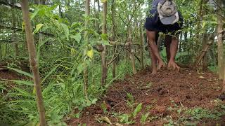 Homesteading: Weed Control for a Healthy Chili Crop _FarmersLife _Shorts