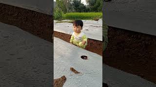 tanam tomat