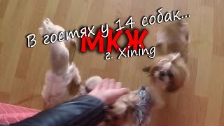 МКЖ - В гостях у 14 собак..., г. Xining
