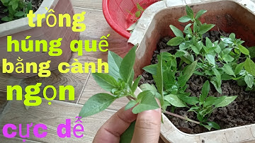 Hướng dẫn cách trồng rau húng quế bằng cành ( ngọn ) ?