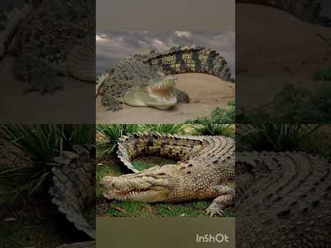 جونت و نجات بده جون نجات سلامت انسان ترفند ماساژ تمساح دویدن گیلاس إب راهنما یوتیوب