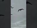 اقتباساتإن كانت لديك معرفة فدع الآخرين يستقون منهالا ي غر دالطائرلأنه يملك إجابةبل لأنه يملك لحن ا