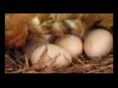 قلب الأم سليم الفطرة بالرحمة سبحان الله