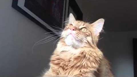 Video 1865871: breed maine coon, maine coon cross, weird cat
