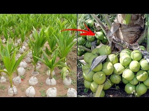 Vídeo: Como Plantar Um Coco