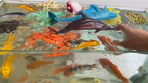 Vui học cùng bé-Thả cá cảnh,tôm đỏ, rùa đá,ếch xanh,cá con vật đồ chơi bơi dưới nước… vào bể cá