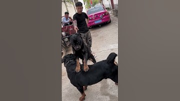 Thumbnail of dog 🐕 breeding funny videos #breeding #horse #june2 #germanshepherd