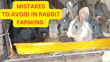12 mistakes to avoid when farming rabbits