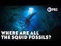 Where Are All The Squid Fossils?