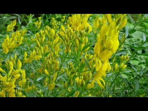 Drobita, regleaza tiroida si ajuta in cazul indigestiilor / planta ...