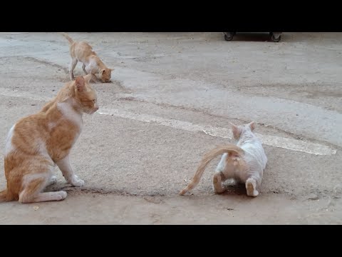 CAT MATING FEMALE IN HEAT CLOSELY CAUGHT ON CAM