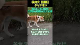 秋田犬【朝陽】チャンネル【菌床しいたけ栽培二回目の収穫なのだ!の巻】#菌床しいたけ#菌床しいたけ栽培#菌床しいたけ収穫#shorts