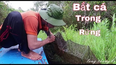 bắt cá trong rừng u minh & món cá lóc nướng | lang thang tv
