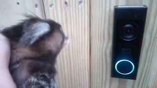 Baby Monkey checks out our new doorbell  common marmoset