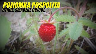 POZIOMKA POSPOLITA dzikie owoce DARY NATURY (Czerwiec 2021)