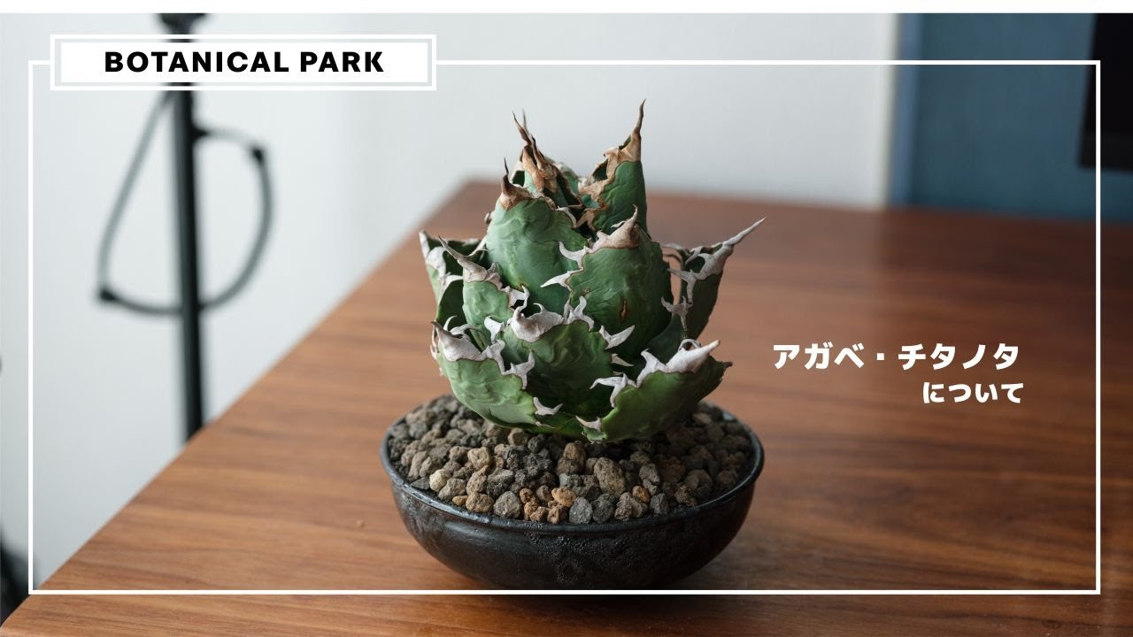 アガベ・チタノタと、新株。- BOTANICAL PARK