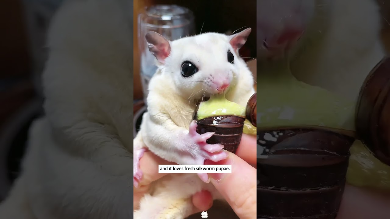 This is a newborn sugar glider.#animals #rescue #glider